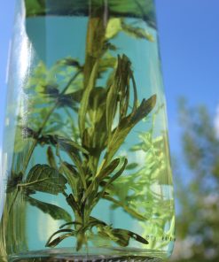 Floral Waters